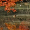 紅葉の水辺で