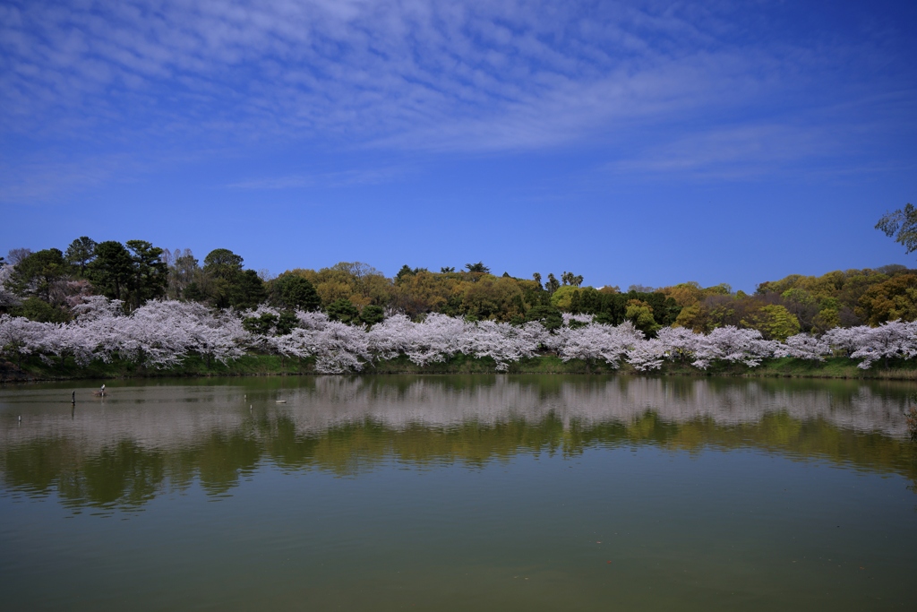 公園の桜