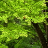 まだまだ緑。