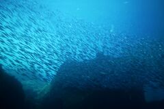 魚群Ⅱ