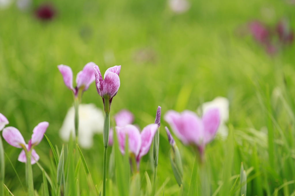 菖蒲はこれから