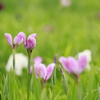 菖蒲はこれから