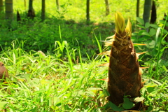 食べ頃は過ぎました