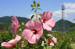 真夏のピンク