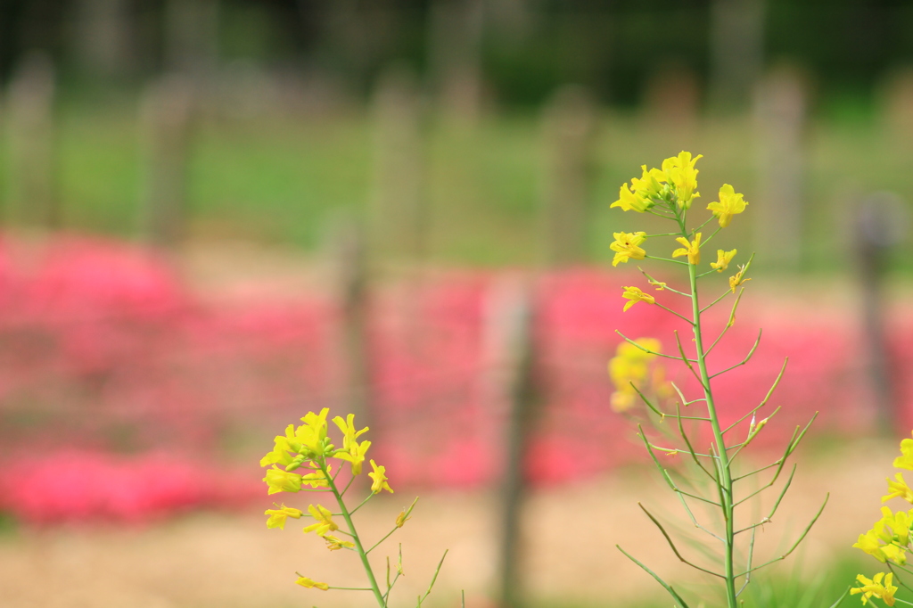 バックは芝桜さんです２
