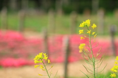バックは芝桜さんです２