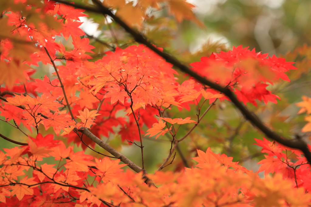 乗鞍の紅