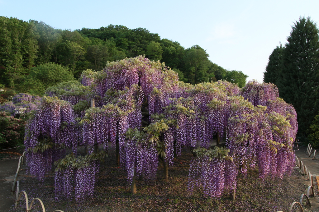 世界に誇れる藤２