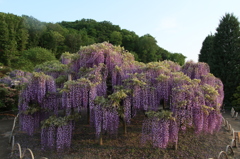 世界に誇れる藤２
