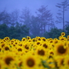 青雲の中に