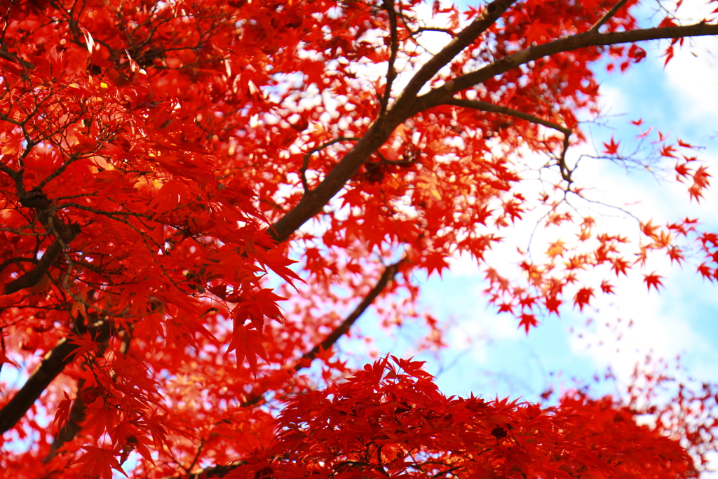 紅の高尾