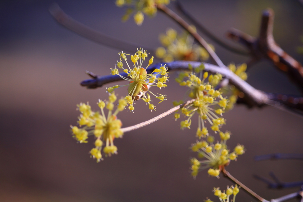 線香花火