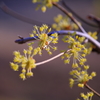 線香花火