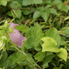 小雨に打たれて