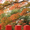紅の晩秋