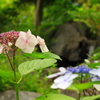 彩りの梅雨模様