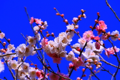 咲き乱れ