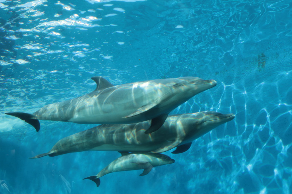 親子でスイスイ