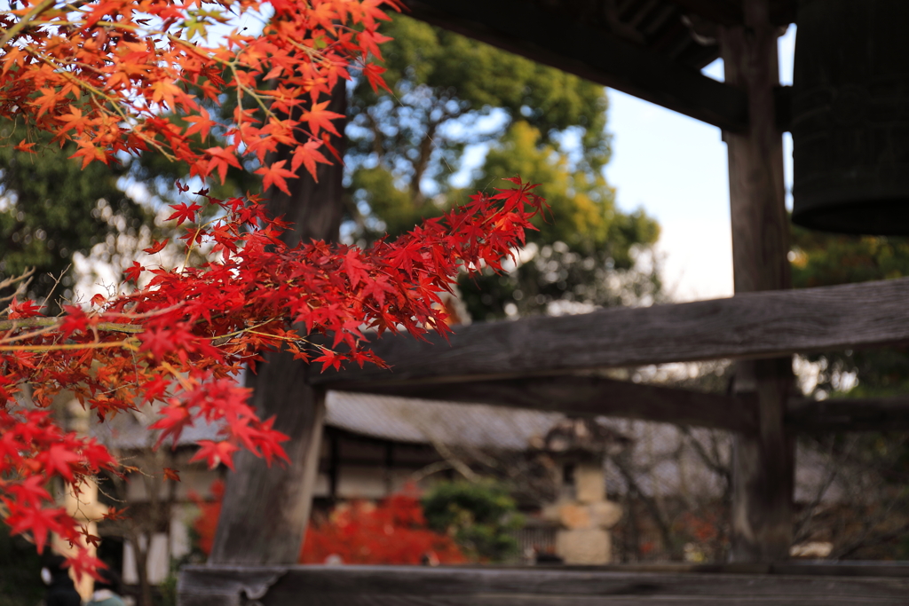 日本の紅