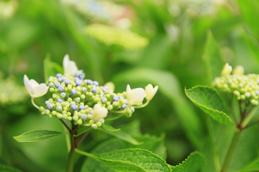 僕も紫陽花