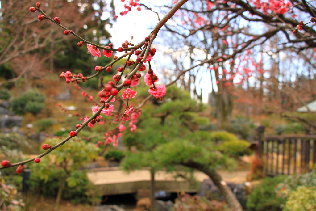 初春の日本庭園