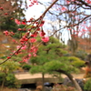 初春の日本庭園