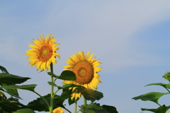 今日は夏空