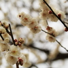 白も綺麗