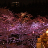 桜ラウンジ