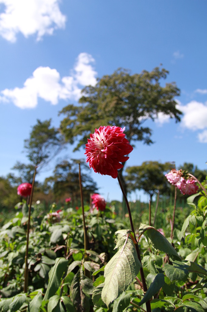 みんな元気です