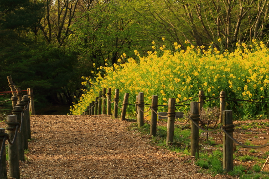 菜の花の向こうから