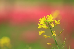 バックは芝桜さんです１