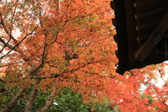 黒の晩秋