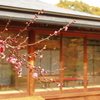満開もうすぐ