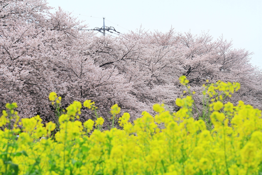 春の主役