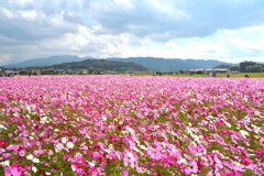 秋桜