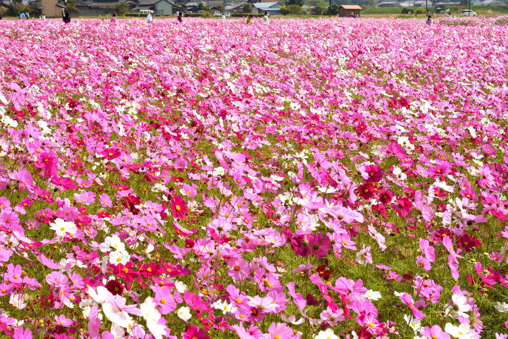 秋桜