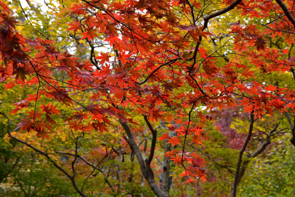 長谷寺の紅葉