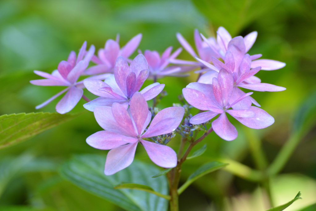 紫陽花