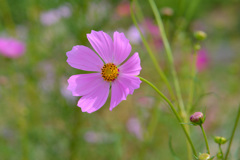 秋桜