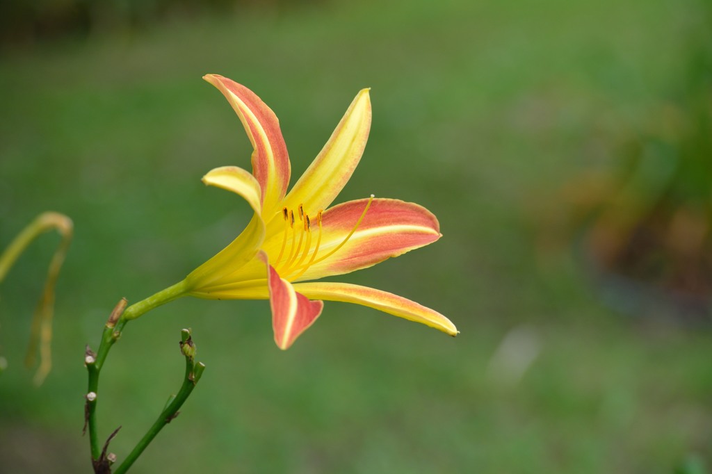 長居植物園のヘメロカリス
