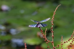 チョウトンボ　：　長居植物園