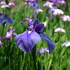 平安神宮の菖蒲