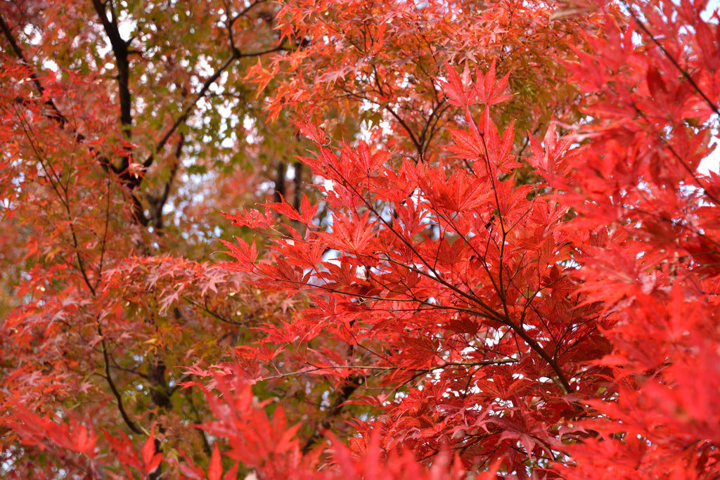 永観堂の紅葉