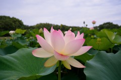 大阪長居植物園のハス