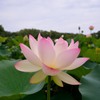大阪長居植物園のハス