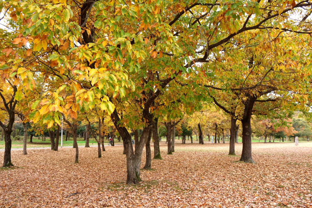 大泉緑地の紅葉