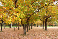 大泉緑地の紅葉