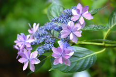 紫陽花