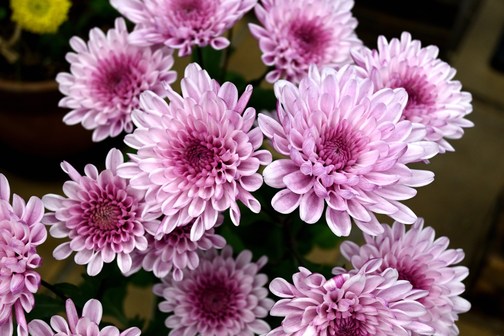 菊